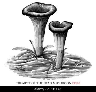 Trumpet of the dead botanical vintage illustration black and white clip art Stock Vector