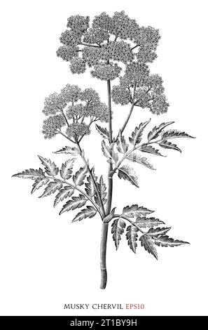 Chervil botanical vintage illustration black and white clip art Stock Vector