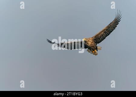 white tailed eagle (Haliaeetus albicilla) flies above the water of the oder delta in Poland, europe. Copy space. Wings spread. Stock Photo