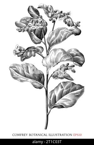 Comfrey botanical vintage illustration black and white clip art Stock Vector
