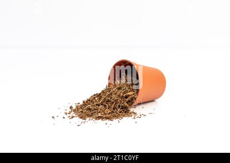 Coco peat in a small plastic pot isolated on white background Stock Photo