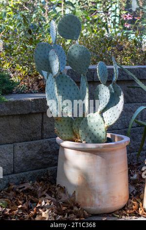 Close up view of a large potted cactus plant in an outdoor garden patio, with dappled sunlight Stock Photo