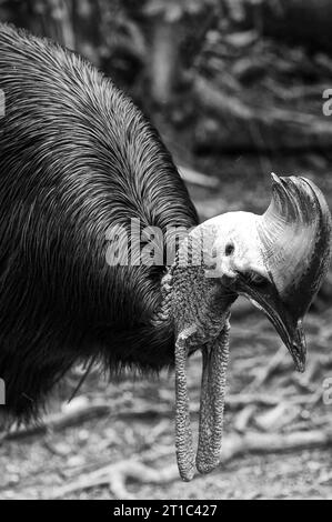 Photo Kazuari, Casuarius, single, genus of large, flightless birds, family of casuar, Casuariidae Stock Photo