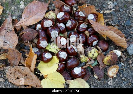 Herbstmotive 27.09.2023 Herbst Impressionen im Park von Schloß Heiligenberg. Kastanien auf dem Boden liegend Seeheim-Jugenheim Hessen Deutschland *** autumn motifs 27 09 2023 autumn impressions in the park of castle Heiligenberg chestnuts lying on the ground Seeheim Jugenheim Hesse Germany Credit: Imago/Alamy Live News Stock Photo