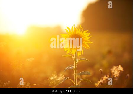 Bright sunflower in sunset light, close-up and selective focus Stock Photo