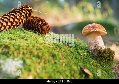White mushroom on moss, close-up of an autumn mushroom, collecting forest gifts, idea for a postcard. Relaxation in the forest and restoration of ment Stock Photo