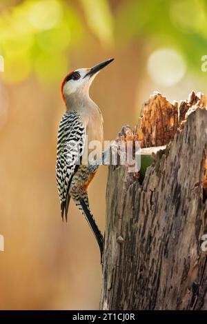 West Indian woodpecker (Melanerpes superciliaris) is a species of bird in subfamily Picinae of the woodpecker family Picidae. Stock Photo