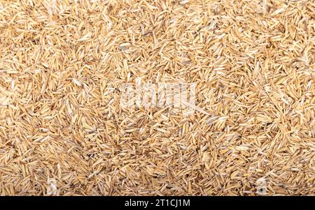 Rice husk texture as a background Stock Photo