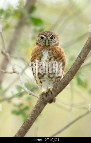 Cuban pygmy owl (Glaucidium siju) is a species of owl in the family Strigidae that is endemic to Cuba. Stock Photo