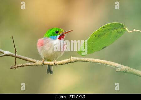 Cuban tody (Todus multicolor) is a bird species in the family Todidae that is restricted to Cuba and the adjacent islands Stock Photo