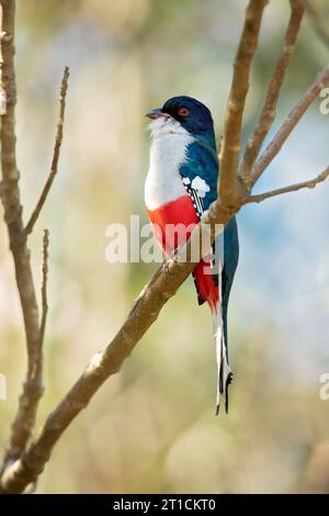 Cuban trogon or tocororo (Priotelus temnurus) is a species of bird in the family Trogonidae. It is endemic to Cuba Stock Photo