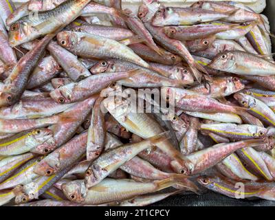 Top view of raw red mullet fish on ice on display at seafood fish market Stock Photo