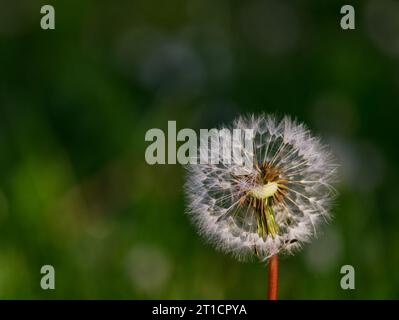 Bokeh of Dandelion Stock Photo