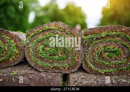 making new lawn using roll grass. Stock Photo
