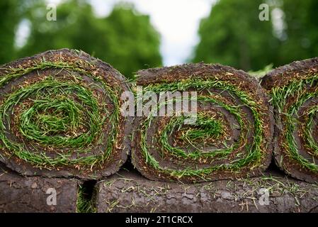 making new lawn using roll grass. Stock Photo