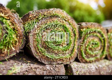 making new lawn using roll grass. Stock Photo