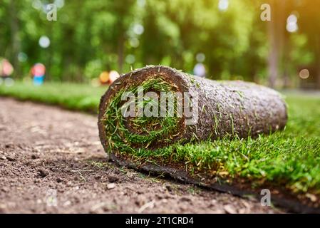 making new lawn using roll grass. Stock Photo