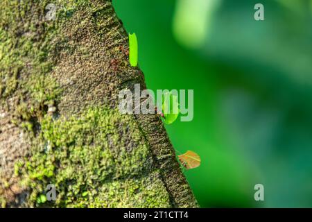 Leafcutter ant (Atta cephalotes) on branch, carrying green leaf. It cuts leaves and grows mushrooms in an anthill on them. Manuel Antonio National Par Stock Photo