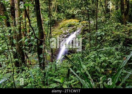 Hidden waterfall surrounded by green trees, vegetation, rocks, leaves floating on green and clear water, Manuel Antonio National Park, Costa Rica wild Stock Photo