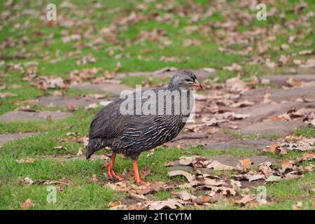 Cape spurfowl, walking on the freen grass, profile side view, daytime. Stock Photo