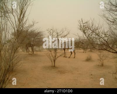 Dromedaries in a sand storm Stock Photo