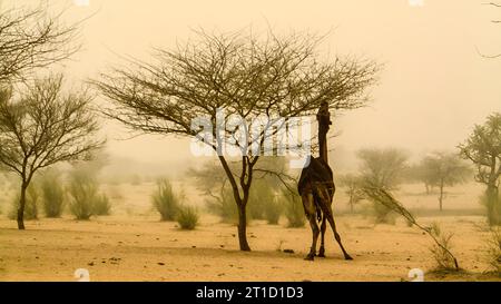 Dromedaries in a sand storm Stock Photo