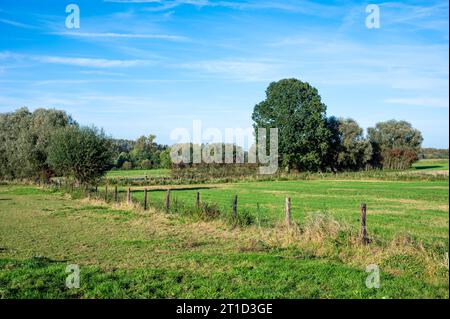 Diagonal fence in the green fields of the agriculture fields around Aspelare, East Flemish Region, Belgium Stock Photo