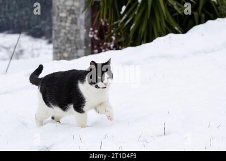 male black and white stray cat, walking in the snow in winter time, hunting. . horizontal with copy space. Stock Photo