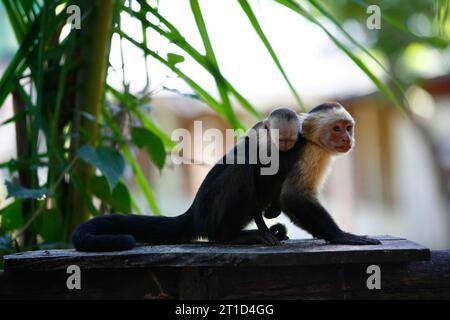 White faced Capuchin monkey, Montezuma, Nicoya Peninsula, Costa Rica. Stock Photo