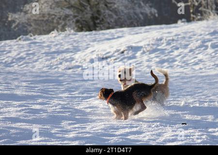 two dogs, senior beagle and junior bodeguero, running and playing very happy, with smile, in a field in the forest in winter time all covered with sno Stock Photo