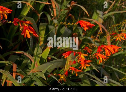 Brightly red and orange flowers of Montbretia, also known as Crocosmia Stock Photo