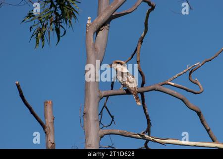 Australian laughing kookaburra, dracolo, perched on dead branch, high in gum tree (eucalyptus) in garde in Queensland. Spring, sunny, blue sky. Stock Photo
