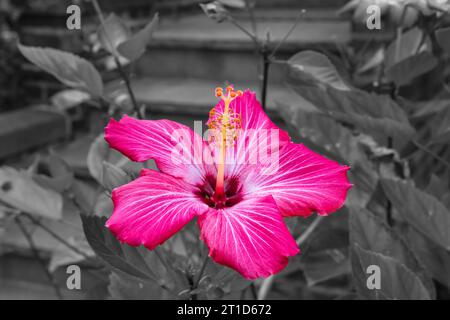 Hibiscus - various views Stock Photo