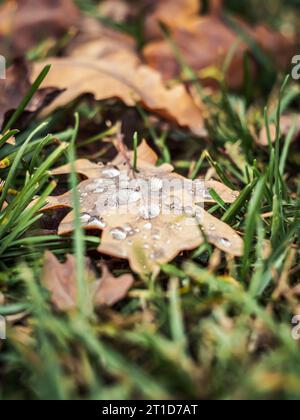 Fallen oak leaf on the ground between grass with water droplets, autumn Stock Photo
