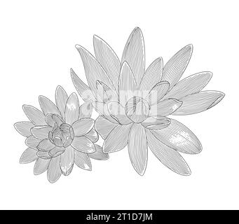 : Lily Lotus flowers, vintage engraving drawing style vector illustration Stock Vector