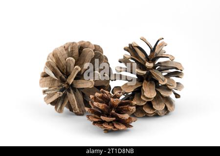 Three pine cones isolated on white background. Stock Photo