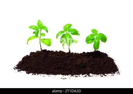 Three young basil plants in soil pile isolated on white background. Stock Photo