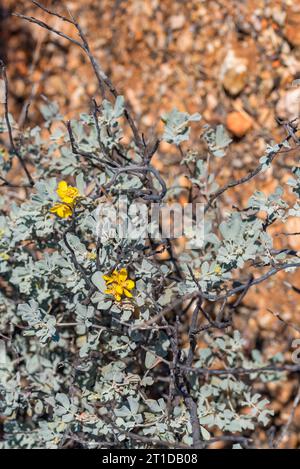 Blunt Leaved Cassia Senna or Silver Cassia (artemisioides ssp. helmsii) is a small, woody shrub with silver-green leaves and yellow flowers Stock Photo
