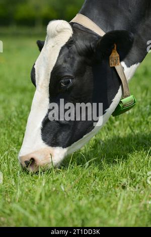 Cow grazing in a meadow, Prim'Holstein cow (breed). Milk cow, dairy ...