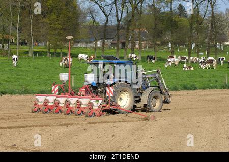 Corn seedling, tractor and seeder, and cattle in a meadow in the background, Norman cows Stock Photo