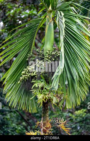 Areca catechu is a species of palm which grows in much of the tropical Pacific, Asia, and parts of east Africa. Quepos, Manuel Antonio National Park w Stock Photo