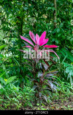 Cordyline fruticosa is an evergreen flowering plant in the family Asparagaceae. Quepos, Manuel Antonio National Park wilderness. Stock Photo