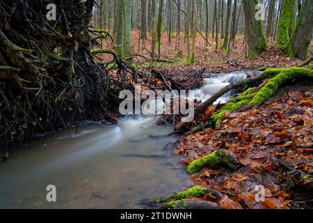 The Erlesbach in the Wotansborn forest reserve in the Steigerwald Nature Park, Rauhenebrach, Haßberge district, Lower Franconia, Franconia, Germany Stock Photo