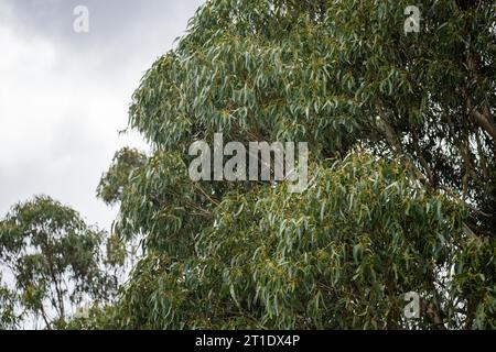 gum tree leaves in the australian bush in the park Stock Photo