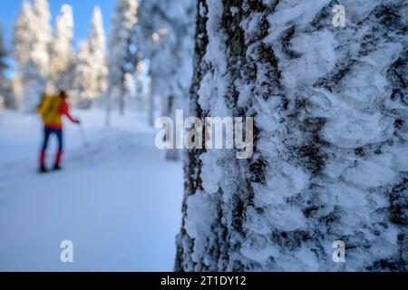 Woman hiking in winter climbing through snow-covered forest to the Arber, icy tree trunk in the foreground, Großer Arber, Bavarian Forest, Lower Bavar Stock Photo