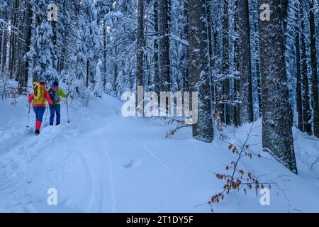 Man and woman hiking in winter climbing through snow-covered forest to the Arber, Großer Arber, Bavarian Forest, Lower Bavaria, Bavaria, Germany Stock Photo