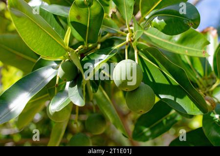 French Polynesia: Tamanu (calophyllum inophyllum), sacred tree for its therapeutic virtues, medicinal plant Stock Photo