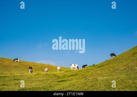 Cows in a free range pasture, Normandy, France Stock Photo