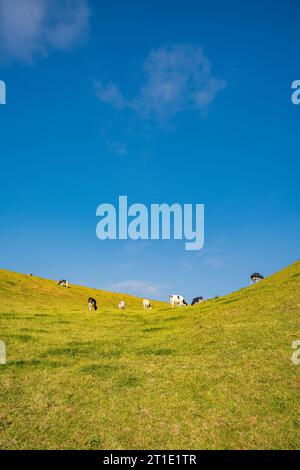 Cows in a free range pasture, Normandy, France Stock Photo