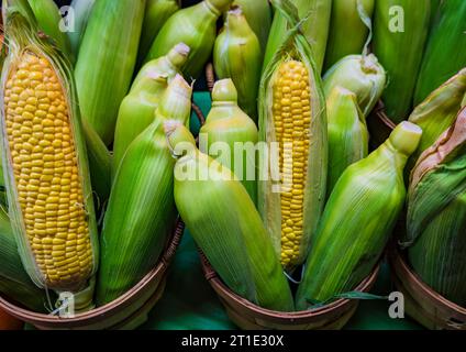 fresh ears of corn displayed in farmer's market Stock Photo